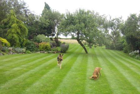 Dogs play in the back garden