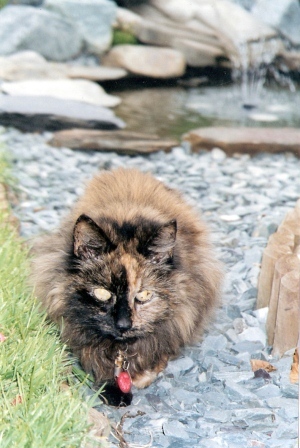 Gemma by the pond